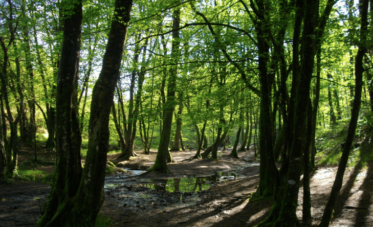 OVO Energy plante des arbres en Bretagne. OVO Energy participe à la transition énergétique avec la reforestation.